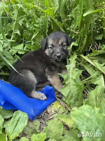 Щенок мальчик в добрые руки