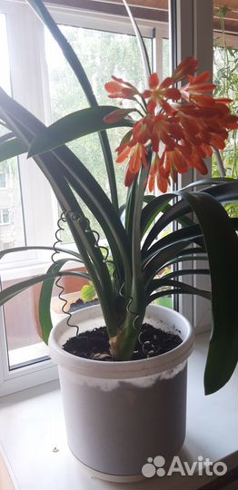 Цветы домашние в горшках