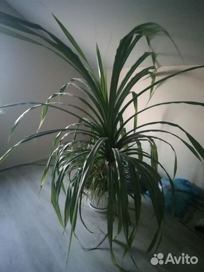 Пальма панданус