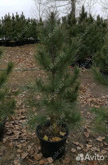 Сибирский кедр экстра класс. Саженцы