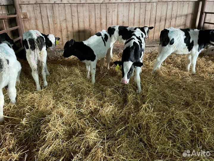 Бычки на откорм