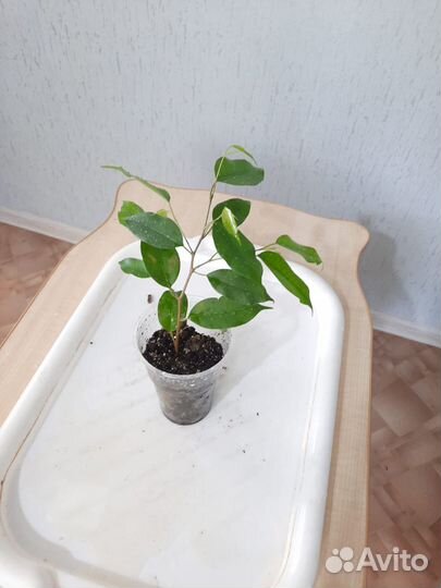 Фикус бенджамина Экзотик