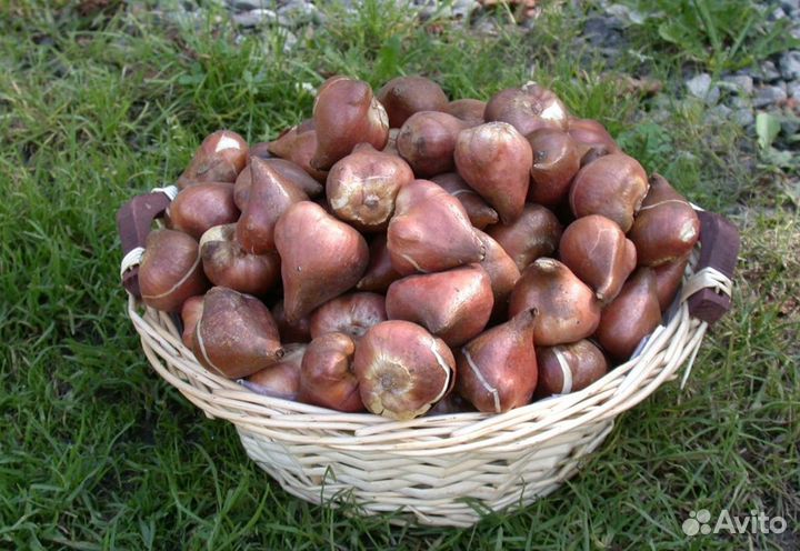 Луковицы тюльпанов оптом