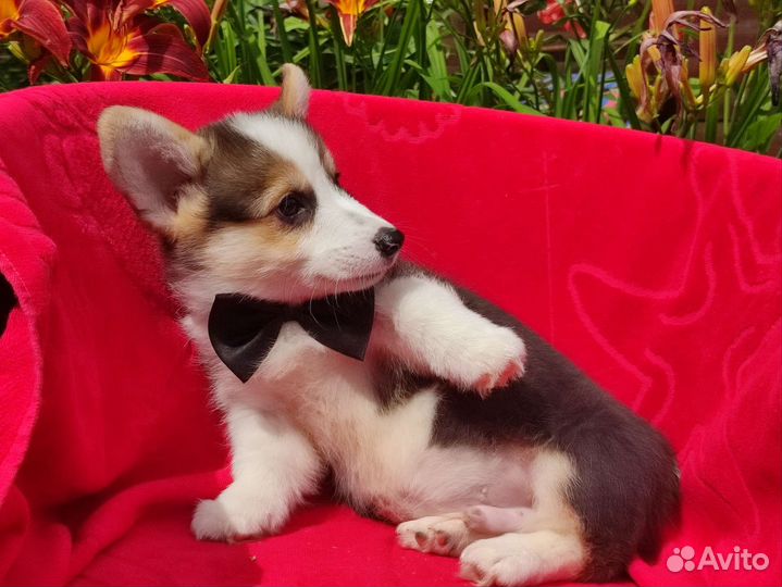 Вельш-корги пемброк в Санкт-Петербурге