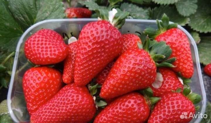 Рассада клубники