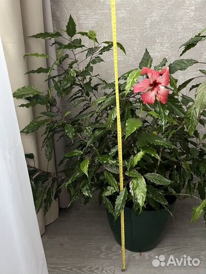 Гибискус большой