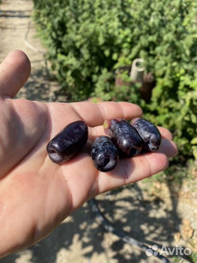 Черенки винограда аватар