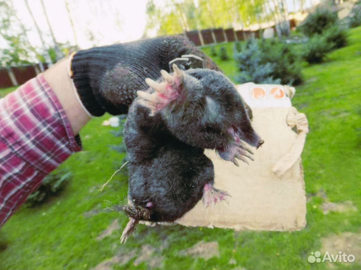 Уничтожение клещей, комаров, ос, короеда, борщевик