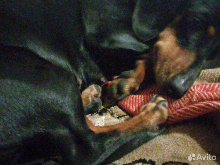 Такса девочка вязка