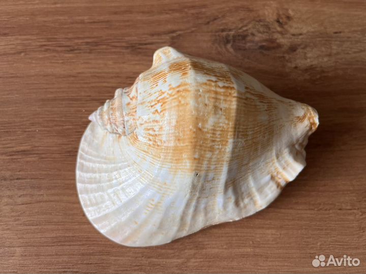 Морские ракушки раковины