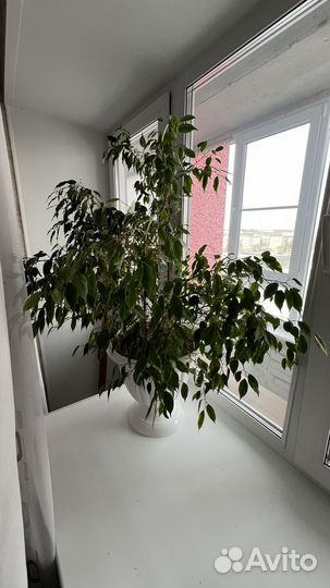 Фикус бенджамина