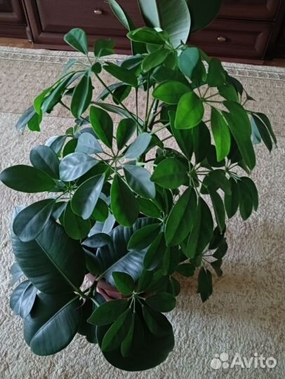 Комнатные растения