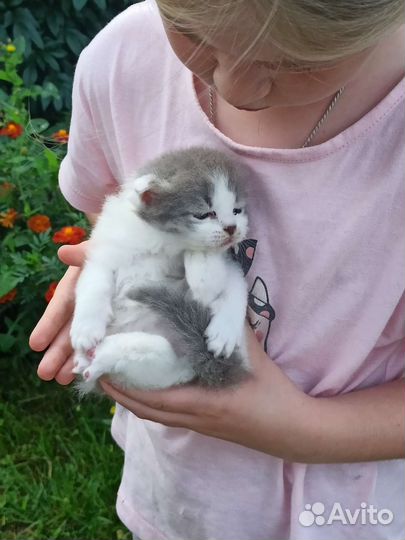 Котята в добрые руки бесплатно