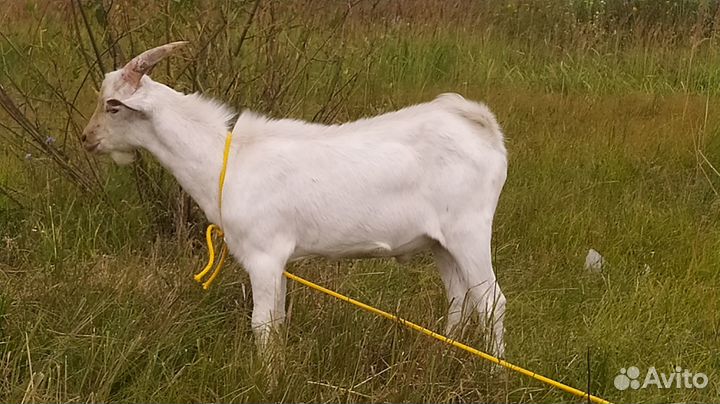 Козлик на племя