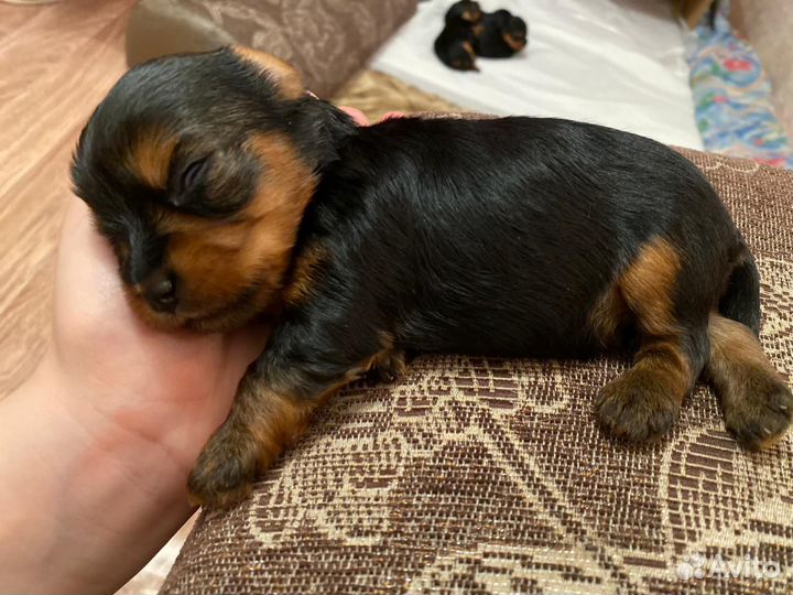 Готовятся к продаже