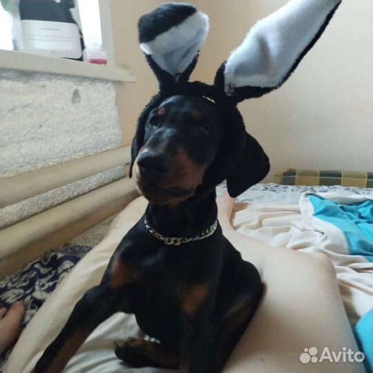 Щенки добермана