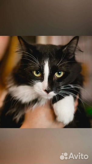 Простой кот