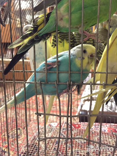 Волнистые попугаи