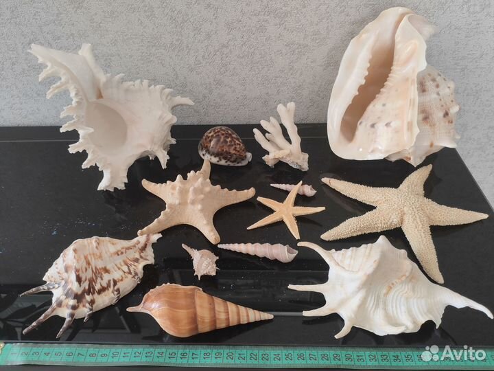 Ракушка морская большая