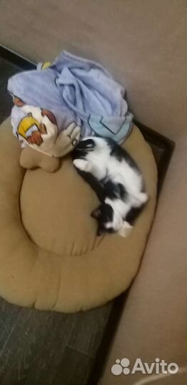 Кошечка в добрые руки