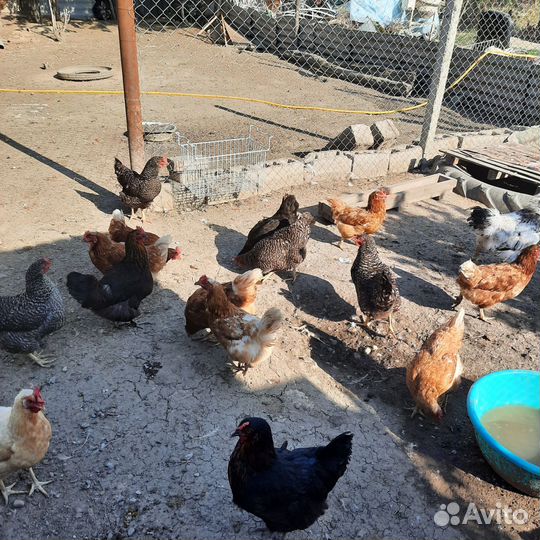 Куры несушки