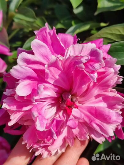 Пионы саженцы