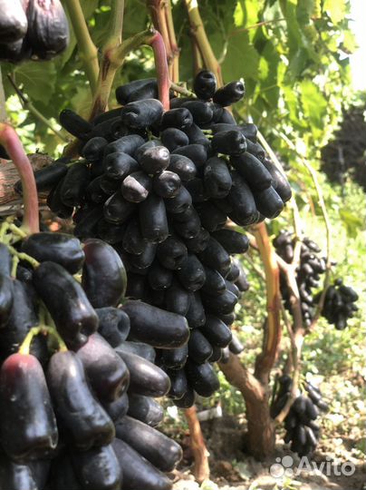 Аватар, Капли Луны