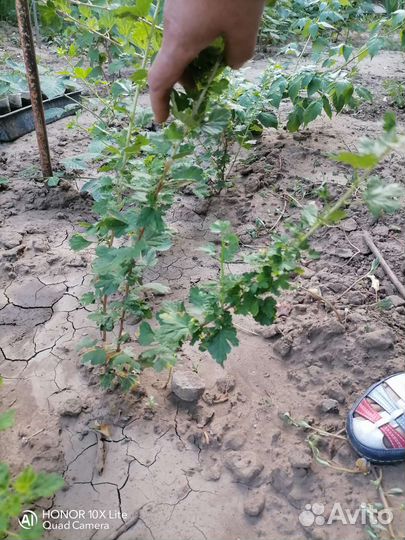 Йошта(Крыжовник+черная садовая смородина)