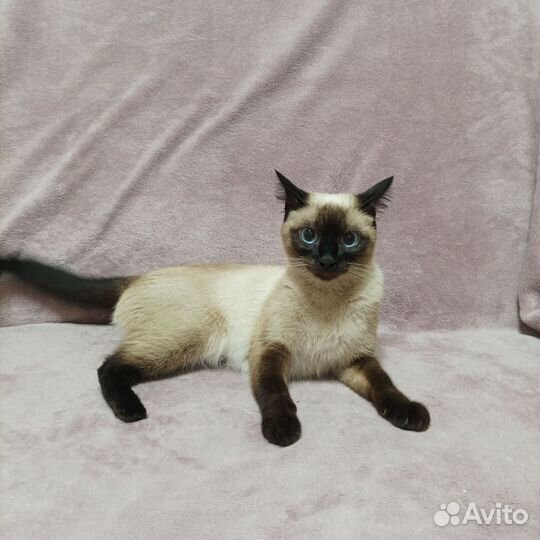 Отдам котят