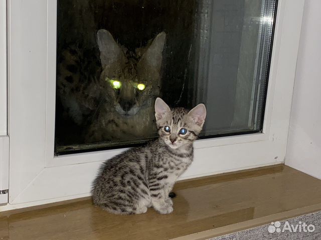 Котята саванна ф5