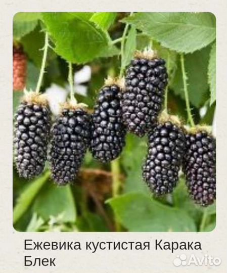 Садовые растения