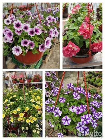Цветы петуния