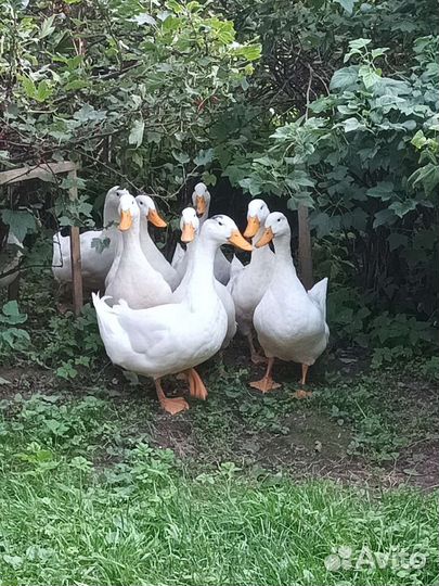 Черривелли, индюки