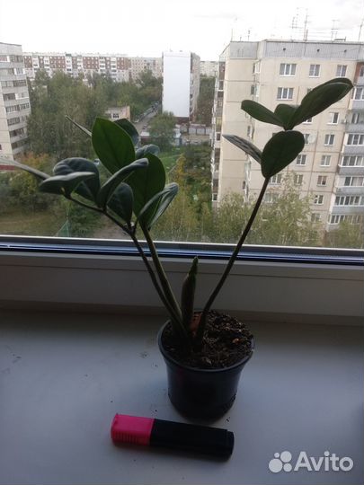 Комнатное растение Замиокулькас