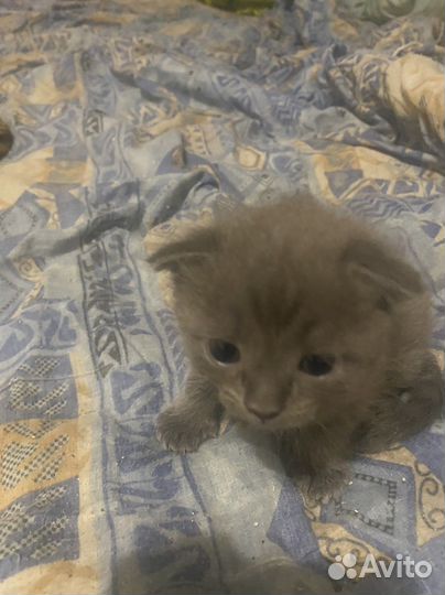 Котята