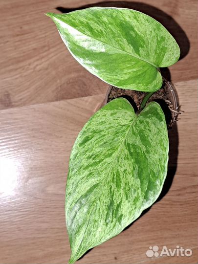 Эпипремнум,Сциндапсус