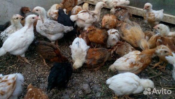 Цыплята, утята, индоутята