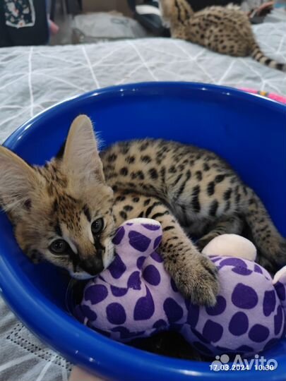 Котята Саванна