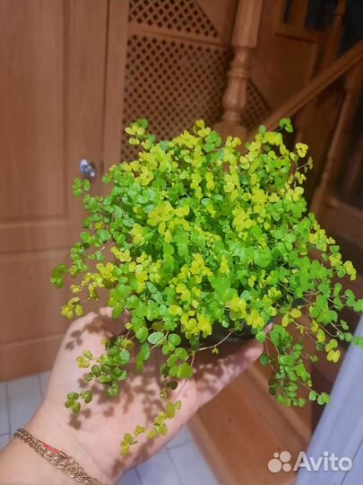 Солейролия