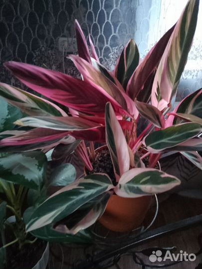 Строманта триколор