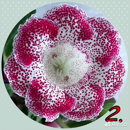 Семена глоксиний