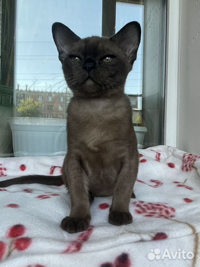 Бурманская кошка