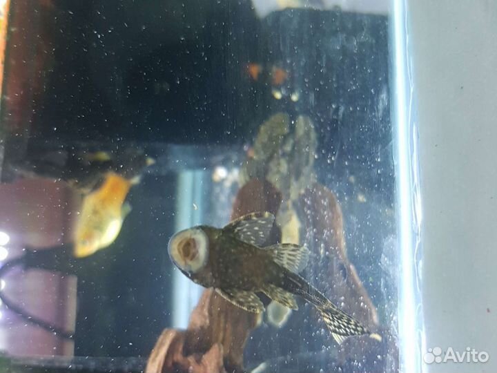 Сомики анцитрусы