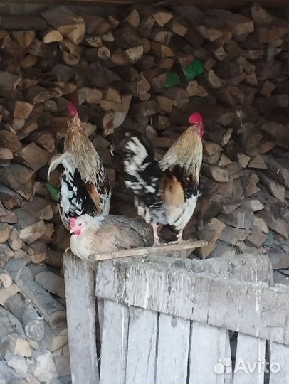 Два Молодых петушка