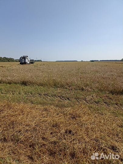 Овёс, ячмень, пшеница