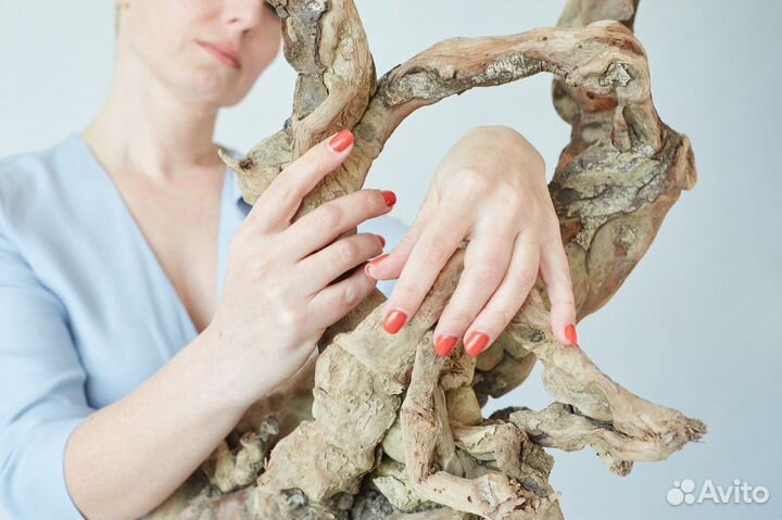 Коряги морские дрифтвуд