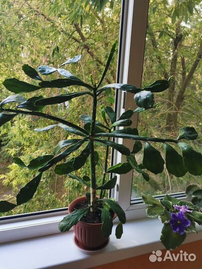 Циссус, кактус