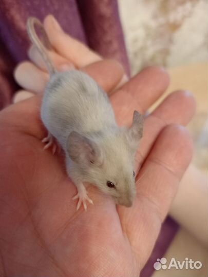 Декоративные мыши