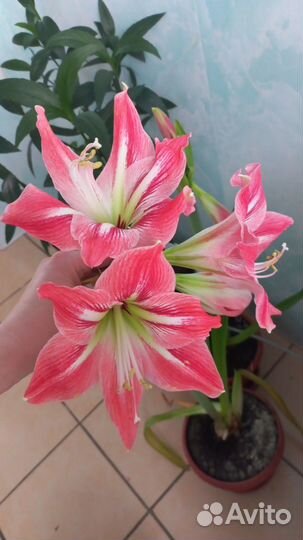 Гиппиаструм