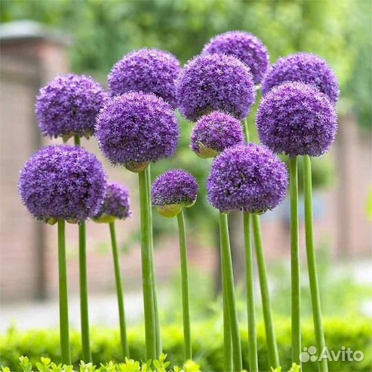 Лук декоративный